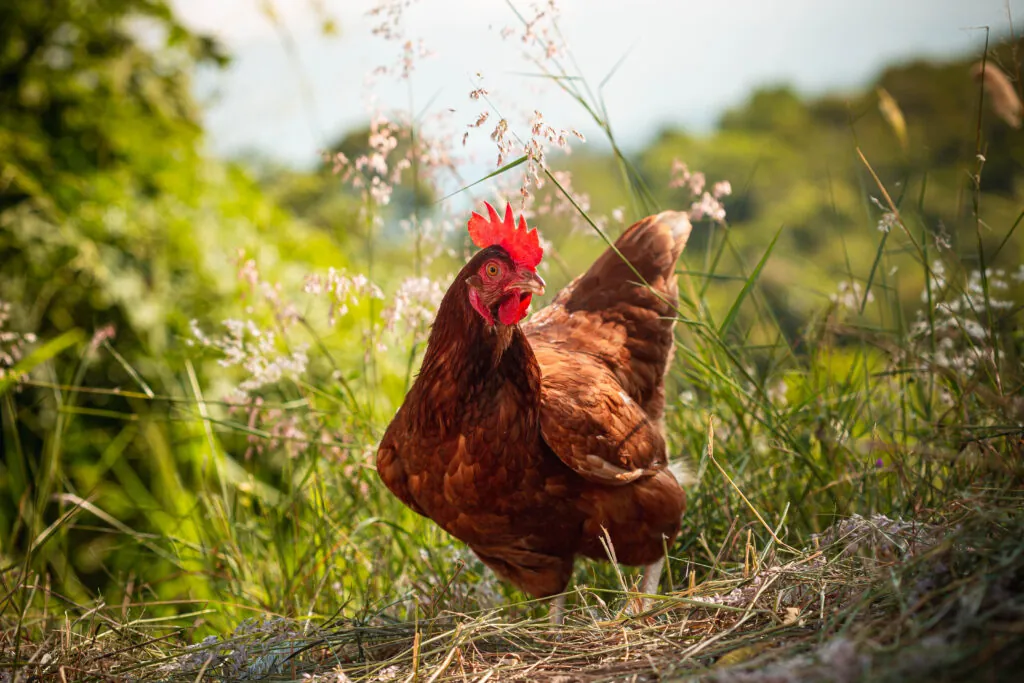 Gallina en el campo
