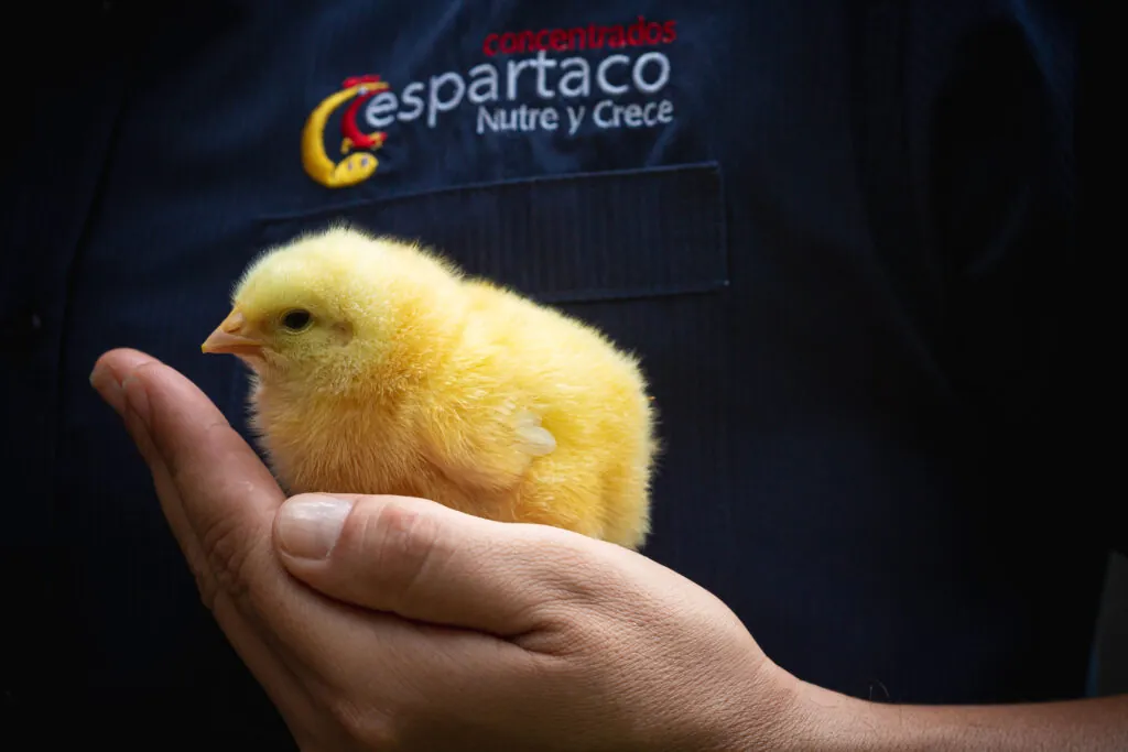 Pollito en la mano de un trabajador de Concentrados Espartaco