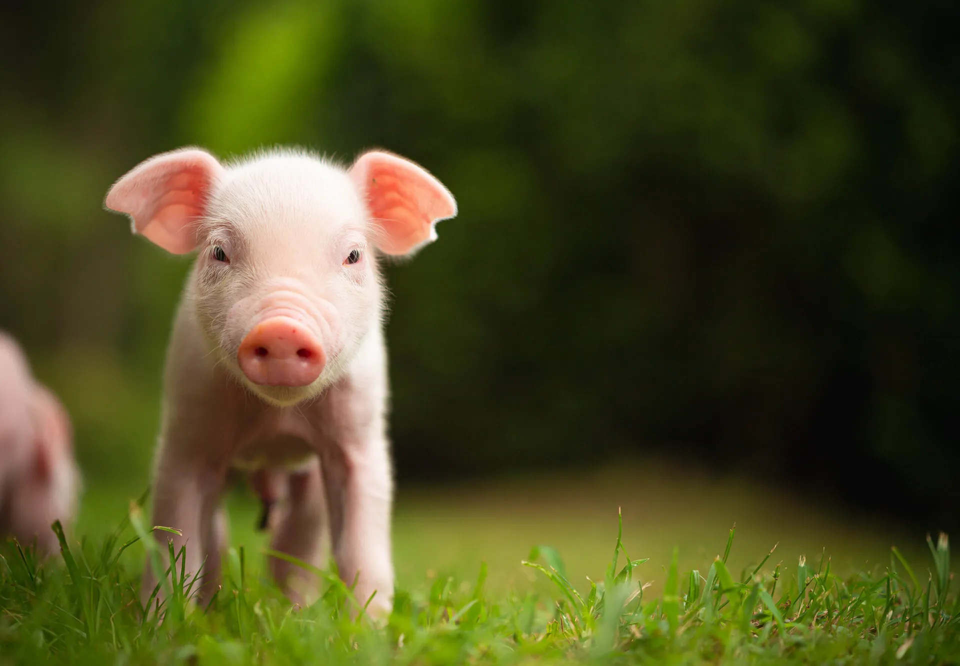 cerdito concentrados espartaco