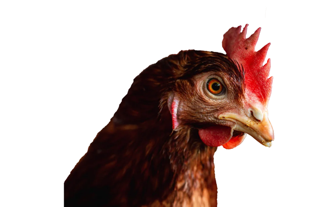Gallina ponedora