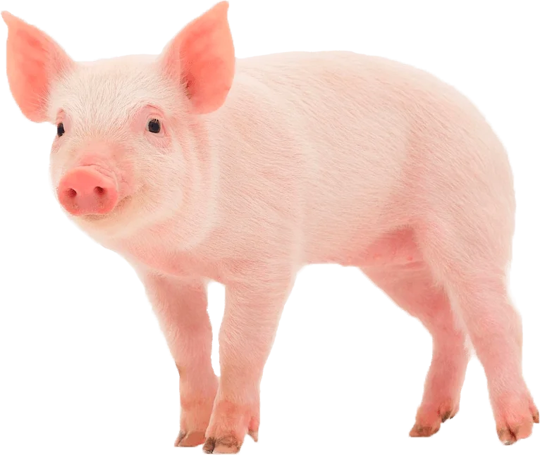 Cerdo