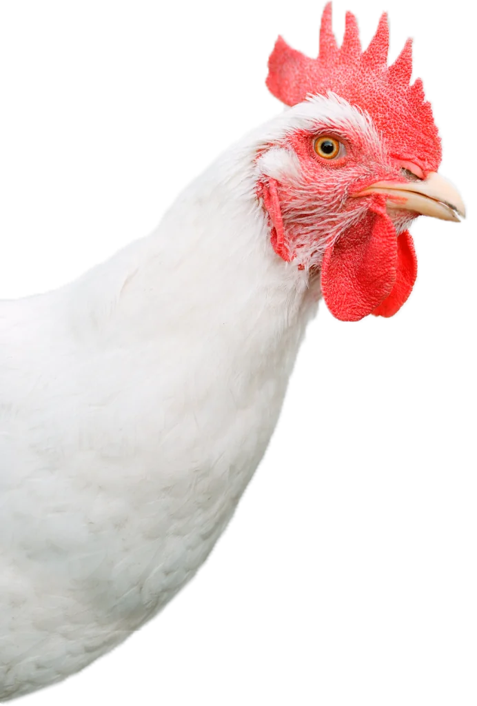Pollo de engorde